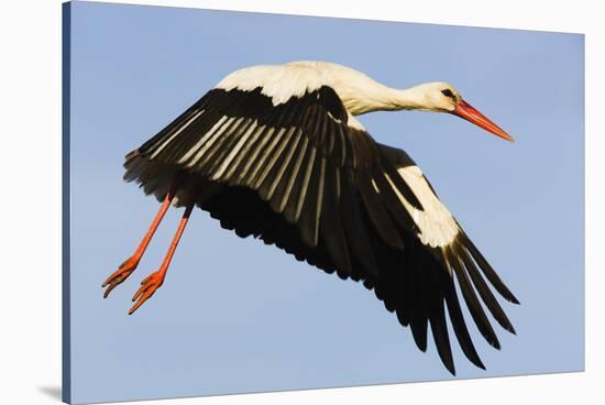 White Stork (Ciconia Ciconia) Flying, Pont Du Gau, Camargue, France, May 2009-Allofs-Stretched Canvas