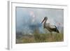 White Stork (Ciconia Ciconia) Hunting and Feeding at the Edge of a Bushfire-Denis-Huot-Framed Photographic Print