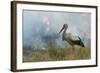 White Stork (Ciconia Ciconia) Hunting and Feeding at the Edge of a Bushfire-Denis-Huot-Framed Photographic Print