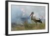 White Stork (Ciconia Ciconia) Hunting and Feeding at the Edge of a Bushfire-Denis-Huot-Framed Photographic Print