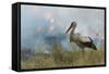 White Stork (Ciconia Ciconia) Hunting and Feeding at the Edge of a Bushfire-Denis-Huot-Framed Stretched Canvas