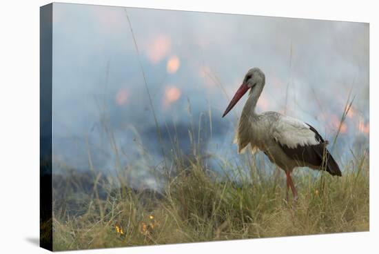 White Stork (Ciconia Ciconia) Hunting and Feeding at the Edge of a Bushfire-Denis-Huot-Stretched Canvas
