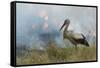 White Stork (Ciconia Ciconia) Hunting and Feeding at the Edge of a Bushfire-Denis-Huot-Framed Stretched Canvas