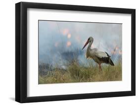 White Stork (Ciconia Ciconia) Hunting and Feeding at the Edge of a Bushfire-Denis-Huot-Framed Photographic Print