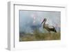 White Stork (Ciconia Ciconia) Hunting and Feeding at the Edge of a Bushfire-Denis-Huot-Framed Photographic Print