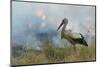 White Stork (Ciconia Ciconia) Hunting and Feeding at the Edge of a Bushfire-Denis-Huot-Mounted Photographic Print