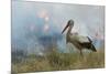 White Stork (Ciconia Ciconia) Hunting and Feeding at the Edge of a Bushfire-Denis-Huot-Mounted Photographic Print