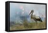 White Stork (Ciconia Ciconia) Hunting and Feeding at the Edge of a Bushfire-Denis-Huot-Framed Stretched Canvas