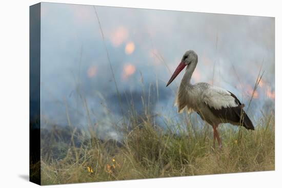 White Stork (Ciconia Ciconia) Hunting and Feeding at the Edge of a Bushfire-Denis-Huot-Stretched Canvas