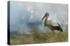 White Stork (Ciconia Ciconia) Hunting and Feeding at the Edge of a Bushfire-Denis-Huot-Stretched Canvas