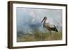 White Stork (Ciconia Ciconia) Hunting and Feeding at the Edge of a Bushfire-Denis-Huot-Framed Photographic Print