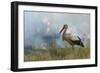 White Stork (Ciconia Ciconia) Hunting and Feeding at the Edge of a Bushfire-Denis-Huot-Framed Photographic Print