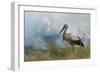 White Stork (Ciconia Ciconia) Hunting and Feeding at the Edge of a Bushfire-Denis-Huot-Framed Photographic Print