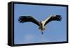White Stork (Ciconia Ciconia) in Flight, La Serena, Extremadura, Spain, March 2009-Widstrand-Framed Stretched Canvas
