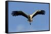 White Stork (Ciconia Ciconia) in Flight, La Serena, Extremadura, Spain, March 2009-Widstrand-Framed Stretched Canvas