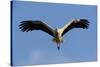 White Stork (Ciconia Ciconia) in Flight, La Serena, Extremadura, Spain, March 2009-Widstrand-Stretched Canvas