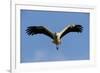 White Stork (Ciconia Ciconia) in Flight, La Serena, Extremadura, Spain, March 2009-Widstrand-Framed Photographic Print