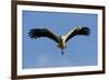 White Stork (Ciconia Ciconia) in Flight, La Serena, Extremadura, Spain, March 2009-Widstrand-Framed Photographic Print