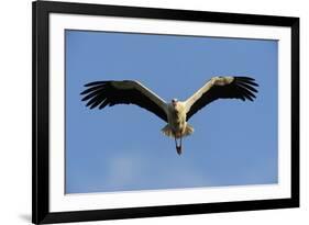 White Stork (Ciconia Ciconia) in Flight, La Serena, Extremadura, Spain, March 2009-Widstrand-Framed Photographic Print