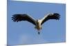 White Stork (Ciconia Ciconia) in Flight, La Serena, Extremadura, Spain, March 2009-Widstrand-Mounted Photographic Print