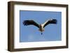 White Stork (Ciconia Ciconia) in Flight, La Serena, Extremadura, Spain, March 2009-Widstrand-Framed Photographic Print