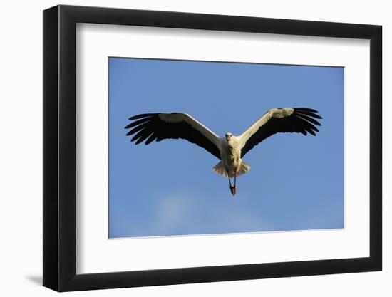 White Stork (Ciconia Ciconia) in Flight, La Serena, Extremadura, Spain, March 2009-Widstrand-Framed Photographic Print