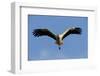 White Stork (Ciconia Ciconia) in Flight, La Serena, Extremadura, Spain, March 2009-Widstrand-Framed Photographic Print