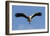 White Stork (Ciconia Ciconia) in Flight, La Serena, Extremadura, Spain, March 2009-Widstrand-Framed Photographic Print