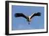 White Stork (Ciconia Ciconia) in Flight, La Serena, Extremadura, Spain, March 2009-Widstrand-Framed Photographic Print