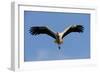 White Stork (Ciconia Ciconia) in Flight, La Serena, Extremadura, Spain, March 2009-Widstrand-Framed Photographic Print