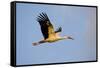 White Stork (Ciconia Ciconia) in Flight, Nemunas Regional Reserve, Lithuania, June 2009-Hamblin-Framed Stretched Canvas