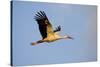 White Stork (Ciconia Ciconia) in Flight, Nemunas Regional Reserve, Lithuania, June 2009-Hamblin-Stretched Canvas