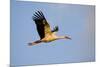 White Stork (Ciconia Ciconia) in Flight, Nemunas Regional Reserve, Lithuania, June 2009-Hamblin-Mounted Photographic Print