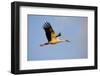 White Stork (Ciconia Ciconia) in Flight, Nemunas Regional Reserve, Lithuania, June 2009-Hamblin-Framed Photographic Print