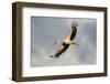 White Stork (Ciconia Ciconia) in Flight, Nemunas Regional Reserve, Lithuania, June 2009-Hamblin-Framed Photographic Print