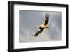 White Stork (Ciconia Ciconia) in Flight, Nemunas Regional Reserve, Lithuania, June 2009-Hamblin-Framed Photographic Print