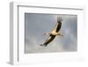 White Stork (Ciconia Ciconia) in Flight, Nemunas Regional Reserve, Lithuania, June 2009-Hamblin-Framed Photographic Print