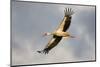 White Stork (Ciconia Ciconia) in Flight, Nemunas Regional Reserve, Lithuania, June 2009-Hamblin-Mounted Photographic Print