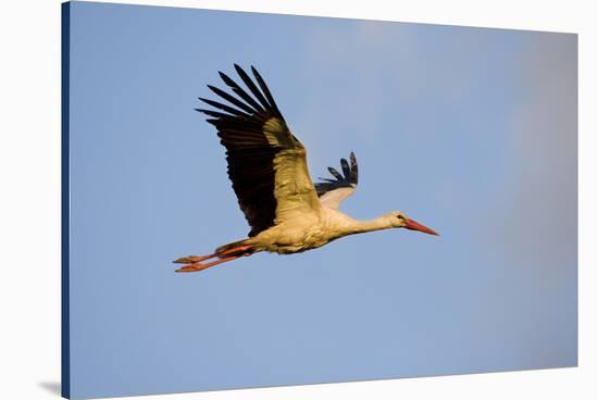 White Stork (Ciconia Ciconia) in Flight, Nemunas Regional Reserve, Lithuania, June 2009-Hamblin-Stretched Canvas