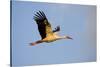 White Stork (Ciconia Ciconia) in Flight, Nemunas Regional Reserve, Lithuania, June 2009-Hamblin-Stretched Canvas