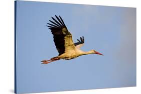 White Stork (Ciconia Ciconia) in Flight, Nemunas Regional Reserve, Lithuania, June 2009-Hamblin-Stretched Canvas