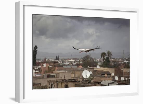 White Stork (Ciconia Ciconia) in Flight over City Buildings. Marakesh, Morocco, March-Ernie Janes-Framed Photographic Print