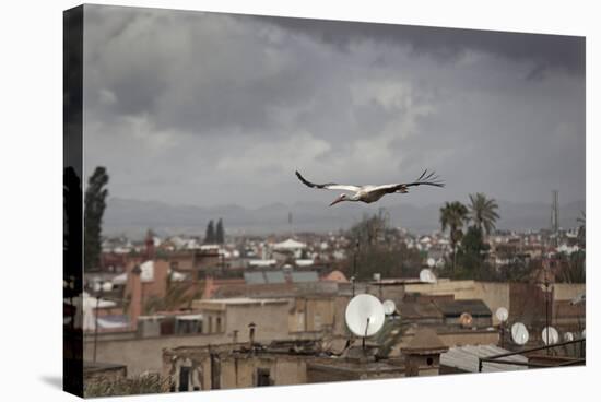 White Stork (Ciconia Ciconia) in Flight over City Buildings. Marakesh, Morocco, March-Ernie Janes-Stretched Canvas