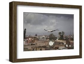 White Stork (Ciconia Ciconia) in Flight over City Buildings. Marakesh, Morocco, March-Ernie Janes-Framed Photographic Print