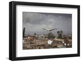 White Stork (Ciconia Ciconia) in Flight over City Buildings. Marakesh, Morocco, March-Ernie Janes-Framed Photographic Print