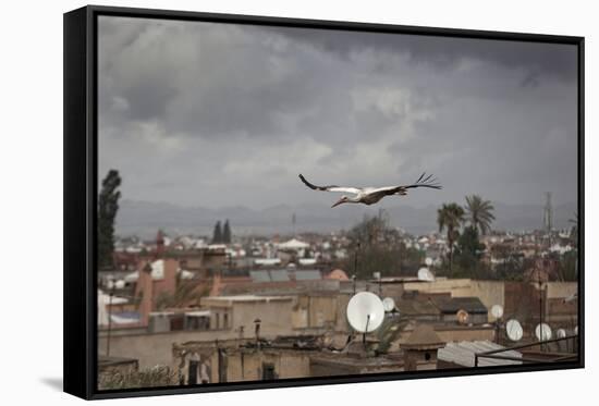 White Stork (Ciconia Ciconia) in Flight over City Buildings. Marakesh, Morocco, March-Ernie Janes-Framed Stretched Canvas