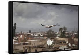 White Stork (Ciconia Ciconia) in Flight over City Buildings. Marakesh, Morocco, March-Ernie Janes-Framed Stretched Canvas