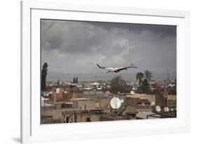 White Stork (Ciconia Ciconia) in Flight over City Buildings. Marakesh, Morocco, March-Ernie Janes-Framed Photographic Print