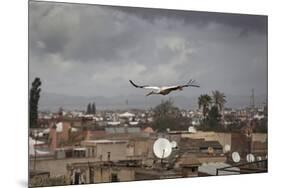 White Stork (Ciconia Ciconia) in Flight over City Buildings. Marakesh, Morocco, March-Ernie Janes-Mounted Photographic Print