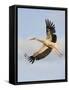 White Stork (Ciconia Ciconia) in Flight, Rusne, Nemunas Regional Park, Lithuania, June 2009-Hamblin-Framed Stretched Canvas